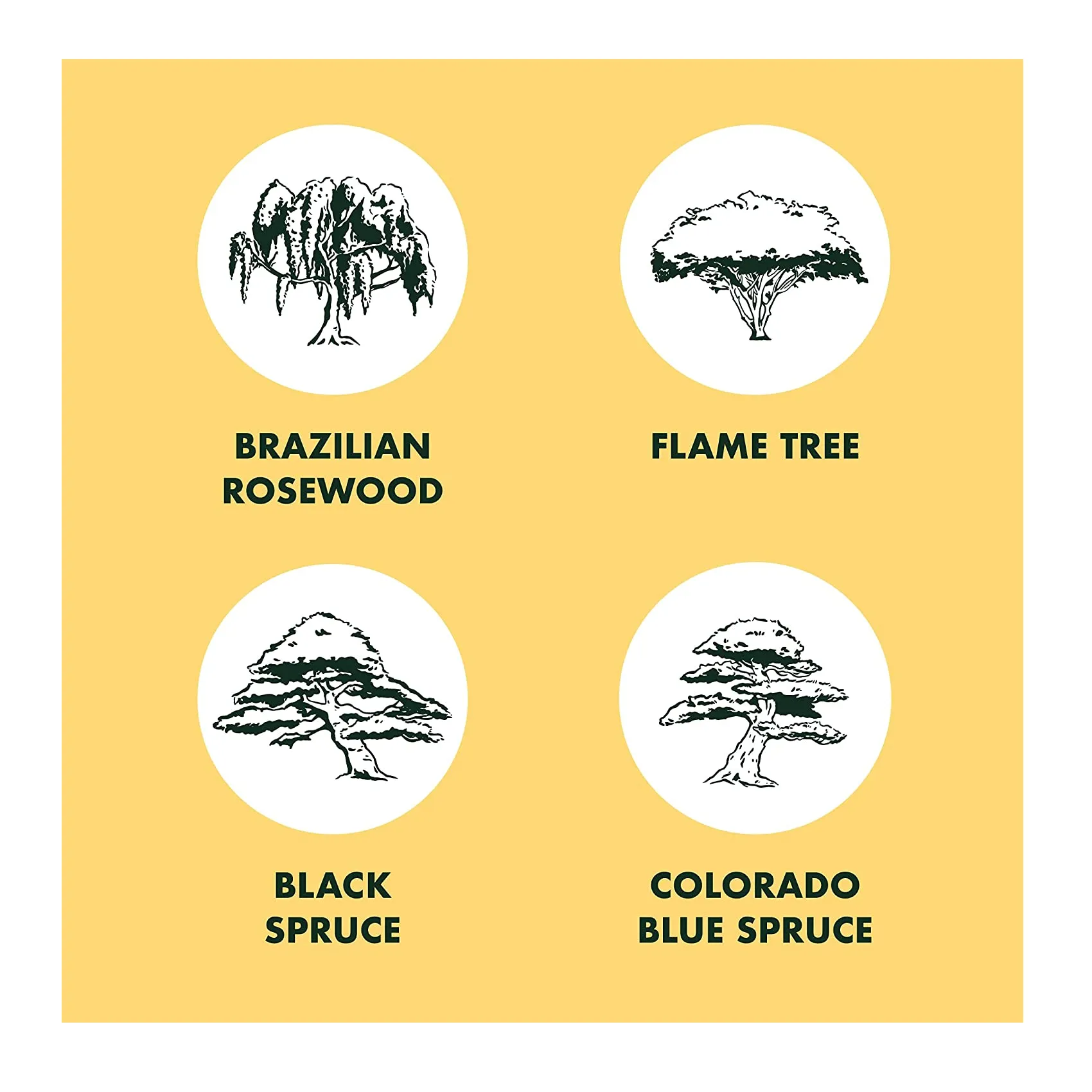 Bonsai Tree Seed Starter Kit | Mini Bonsai Plant Growing Kit | 4 Types of Seeds