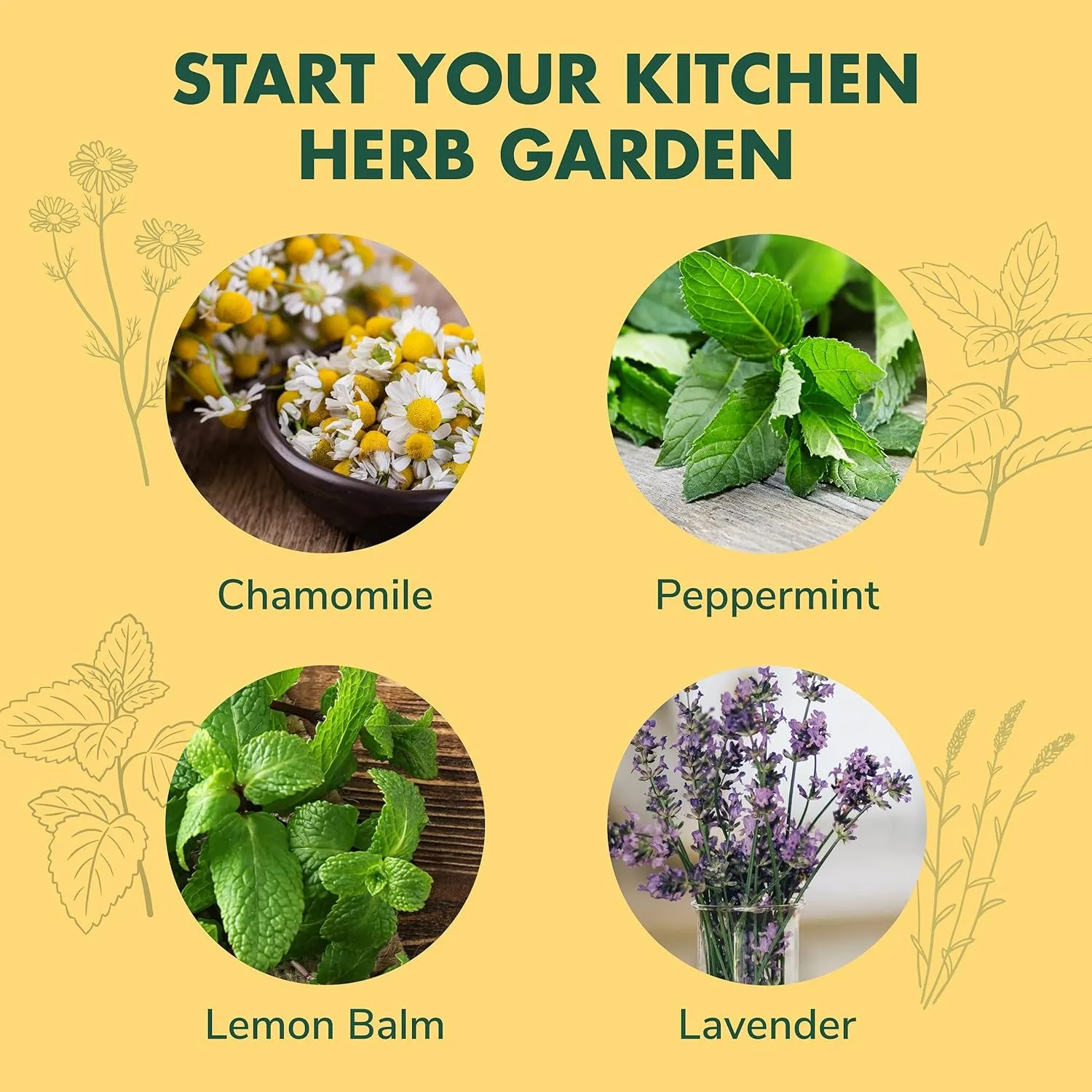 Green Thumb Goddess Kit - Grow Your Own Medicine Garden Indoors, Includes Everything But the Gardener's Green Thumb!