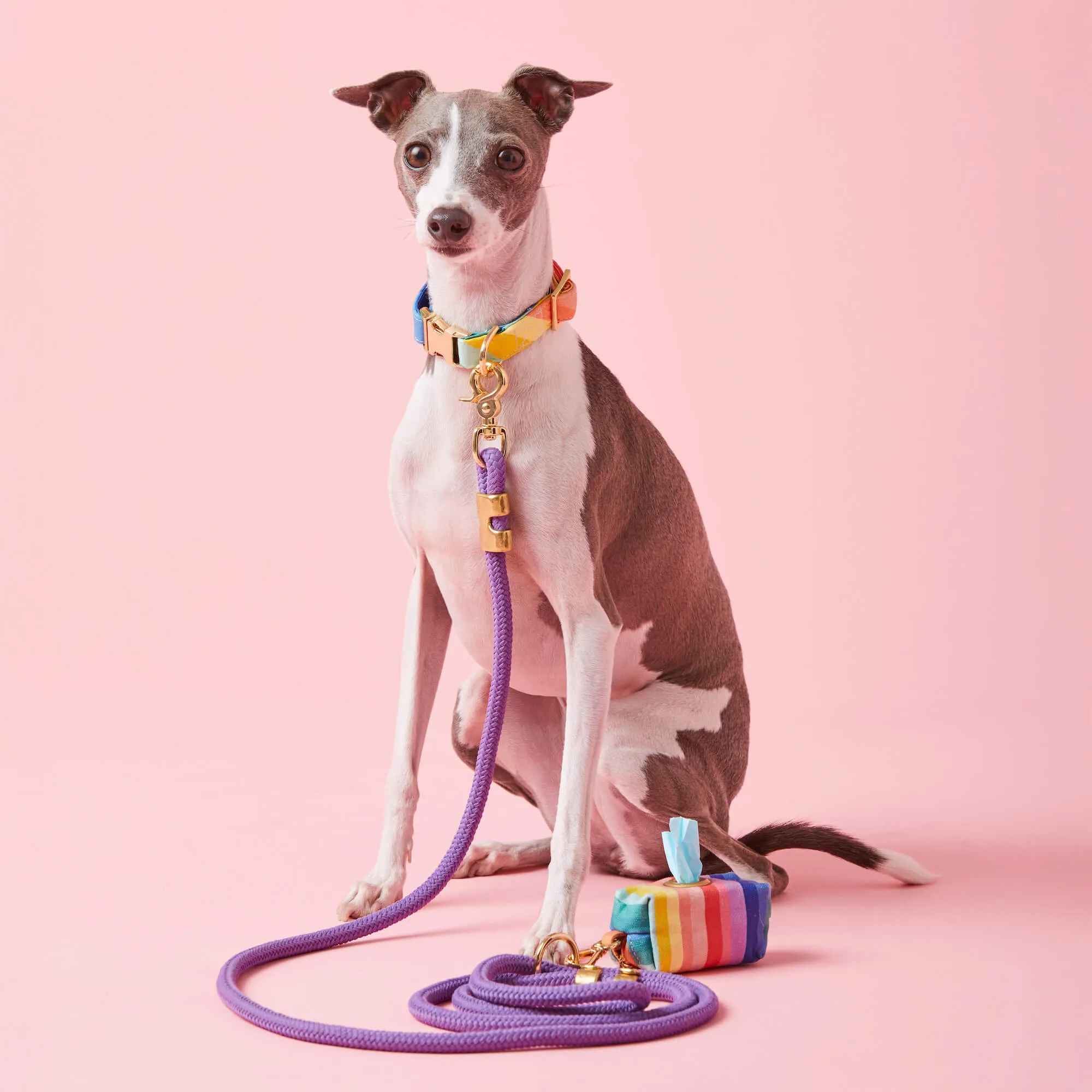Over the Rainbow Collar Walk Set