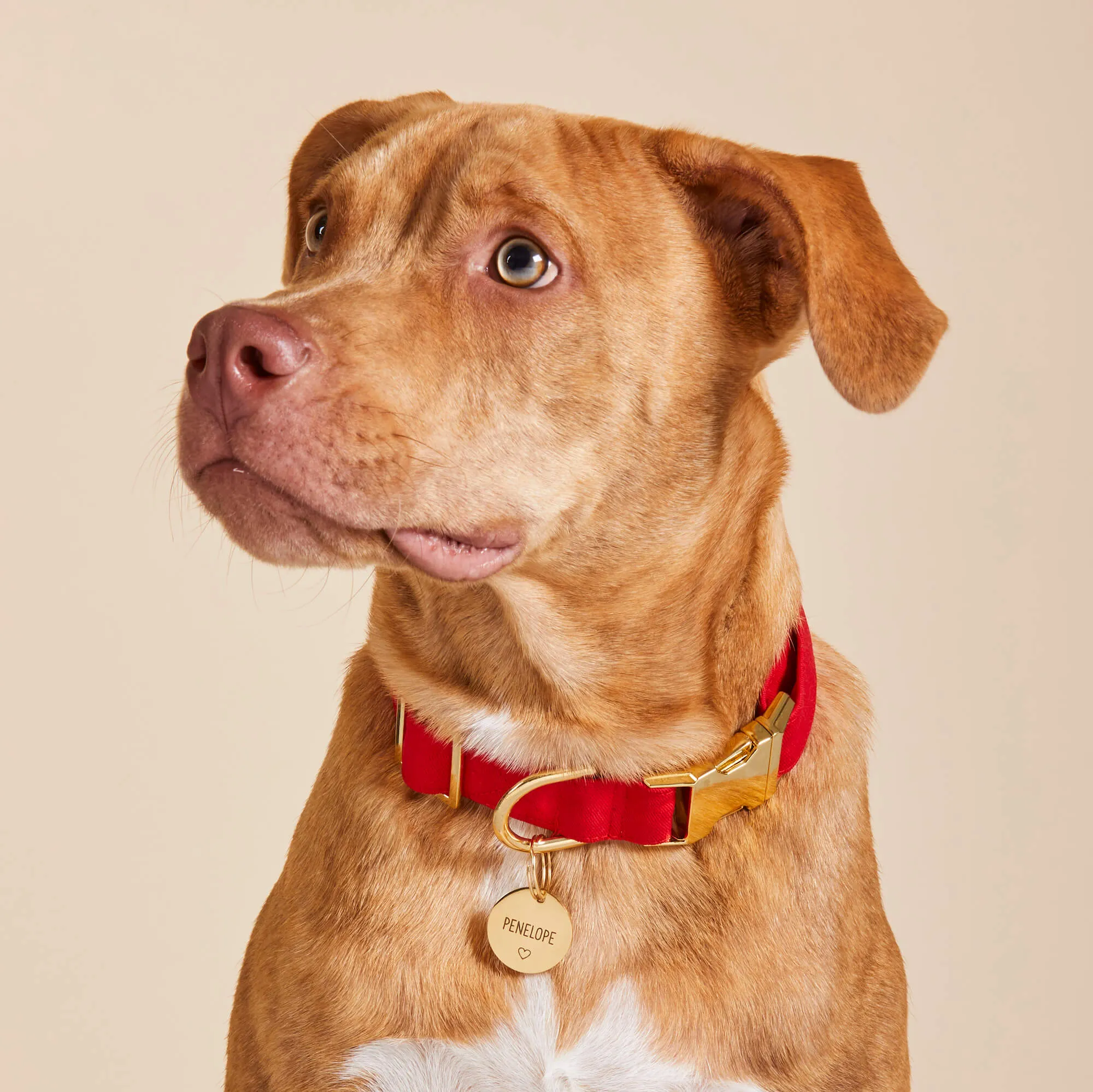 Ruby Collar Walk Set
